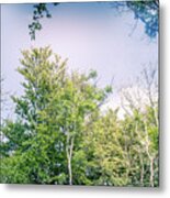 Sunlit Tree Canopy Dappled With Golden Light And Blue Sky Uk Metal Print