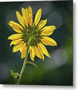 Sunny Sunflower Following The Sun With Enhancements Metal Print