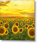 Sunrays And Sunflowers Metal Print