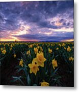 Sunset And Daffodils Metal Print