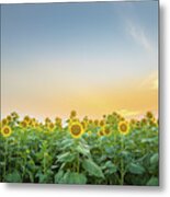 Sunset With Sunflowers Metal Print