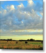 Sunshine Bovines #2 Metal Print