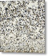 Super Flock Metal Print