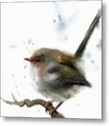 Superb Fairy Wren Metal Print