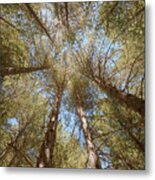 Surrounded By Trees Metal Print