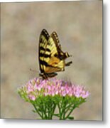Swallowtail Butterfly Endures Metal Print