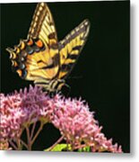 Swallowtail Summer Light Metal Print