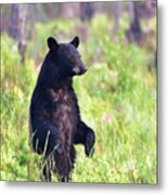 Swamp Bear Metal Print