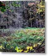 Swamp Clearing In The Fall Metal Print