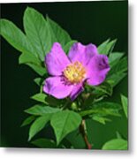 Swamp Rose Dfl1080 Metal Print