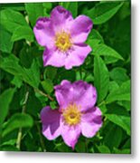 Swamp Roses Rosa Palustris Dsmf179 Metal Print