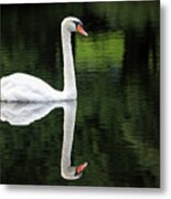 Swan At Spring Lake Metal Print