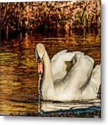 Swan In Autumn Metal Print
