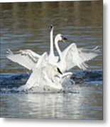 Swan Lake Metal Print