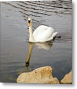 Swan On Water Metal Print