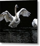 Swans On The Lake Metal Print