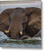 Swimming Elephant Metal Print