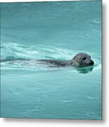 Swimming Seal, Iceland Metal Print