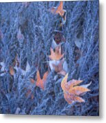 Sycamore Leaves, Frosted Sagebrush Metal Print