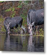 Synchronized Metal Print