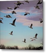 Take To The Skies Metal Print