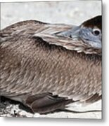 Close Up Of A Napping Pelican Metal Print