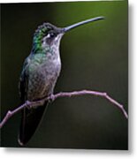 Talamanca Hummingbird Metal Print
