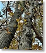 Tall Autumn Trees Metal Print