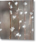 Tall Grass With White Seeds Metal Print