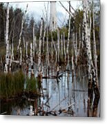 Tawas Point Lighthouse And Birch Trees V Metal Print