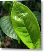 Tea Leaf Growing Metal Print