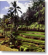 Tegallalang Rice Terraces Metal Print