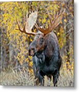 Teton Bull Moose Metal Print