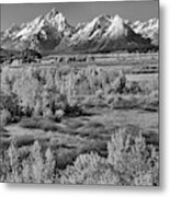 Teton Colored Forest Black And White Metal Print