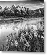 Teton Wildflowers Black And White Metal Print
