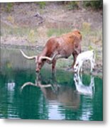 Texas Longhorn Cattle Print Combo - 2 - Jewels Metal Print