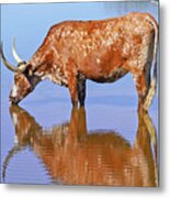 Texas Longhorn Cow In Texas Metal Print