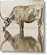 Texas Longhorn Cow Print In Sepia Metal Print