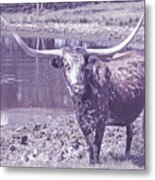 Texas Longhorn Cow - Sia Metal Print