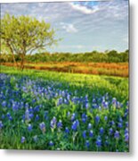 Texas Morning Bluebonnets Metal Print