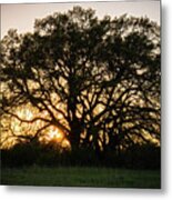 Texas Ranch Oak At Sunset Metal Print