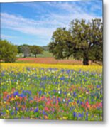 Texas Wildflowers On A Spring Afternoon 317 Metal Print
