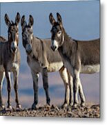 The 3 Amigos Metal Print