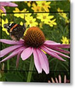 The Admiral And The Cone Flower Metal Print