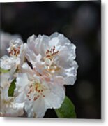 The Ageing Spring Flowers White Metal Print