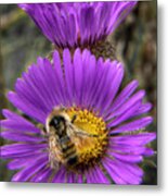 The Aster And The Bee Metal Print