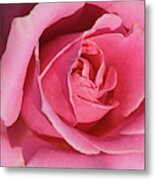 The Beauty Of The Rose Metal Print