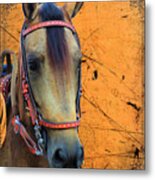 The Beauty That Is A Paso Fino Horse Metal Print