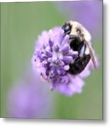 The Bee's Knees Metal Print