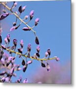 The Buds Of Wisteria Metal Print